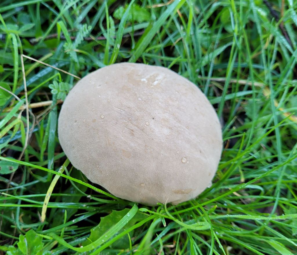 Fungo da determinare: Lycoperdon?
